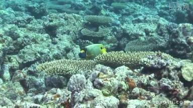 野生钓鱼孔雀双栖鳄梨双鳄珊瑚在珊瑚礁端